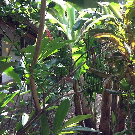 Hotel Portal de la Marquesa Mompox Exterior foto Ginger plants