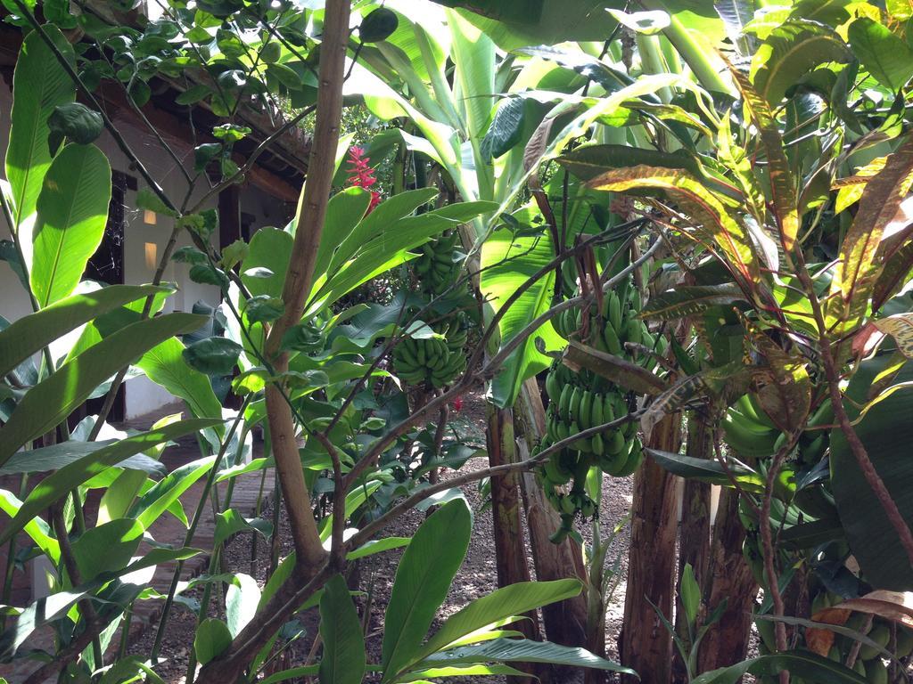 Hotel Portal de la Marquesa Mompox Exterior foto Ginger plants