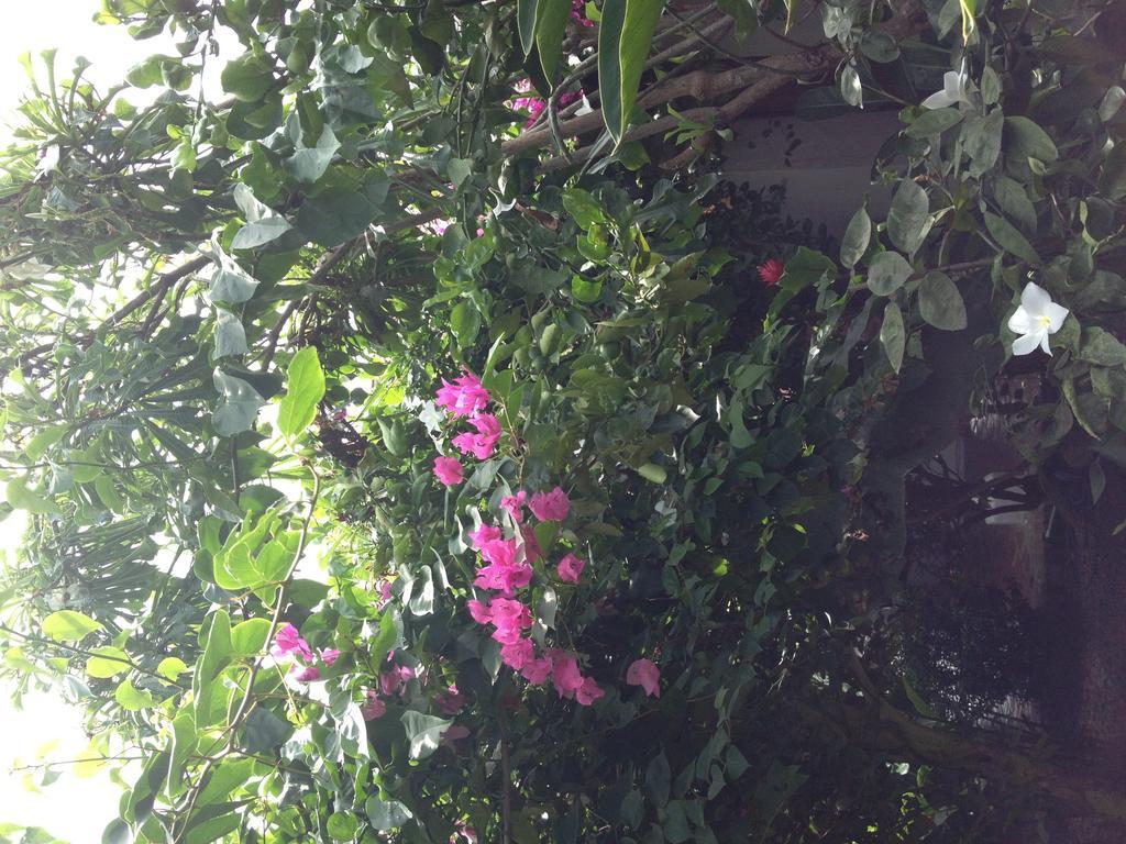 Hotel Portal de la Marquesa Mompox Exterior foto Flowering bougainvillea